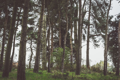 Trees in forest