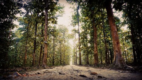 Trees in forest against sky