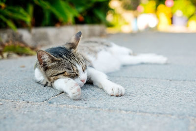 Cat lying on the road