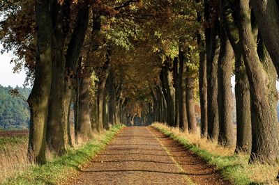 Walkway amidst trees on landscape