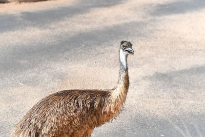 Side view of bird standing on land