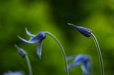 Close-up of flower against blurred background