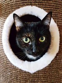 Close-up portrait of black cat at home