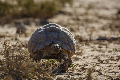 Close-up of turtle on field