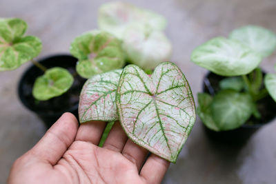 Close-up of hand holding plant