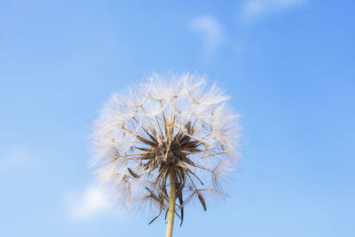 Low angle view of dandelion against blue sky