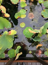 Close-up of water lily