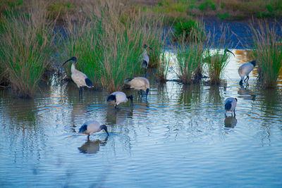 Ducks swimming in lake