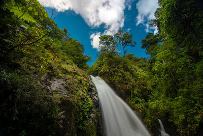 Scenic view of waterfall amidst trees in forest against sky
