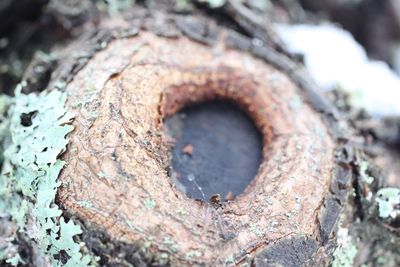 Close-up of rusty tree trunk