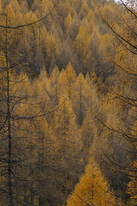 Aerial view of pine trees in forest during autumn