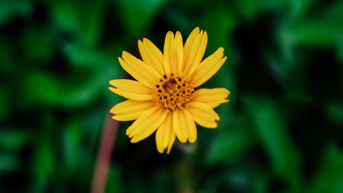 Close-up of yellow flower blooming outdoors