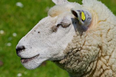 Portrait of a sheep