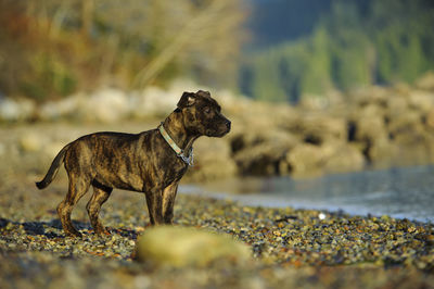 Staffordshire bull terrier outdoors