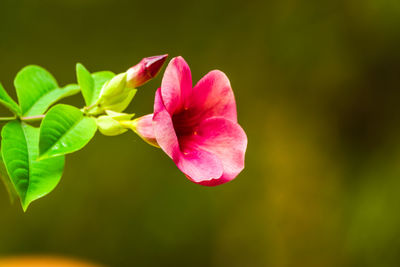 Close-up of pink flowering plant