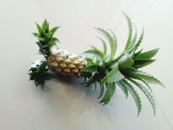 Close-up of fruits growing on plant against white background