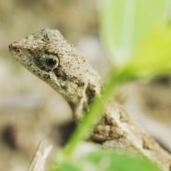 Close-up of lizard