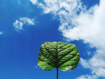 Low angle view of leaf against blue sky