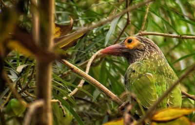 Bird perching on branch