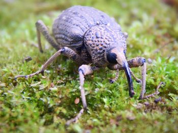 Close up of an animal