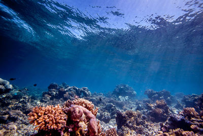 Multi colored corals underwater