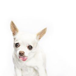 Portrait of dog against white background