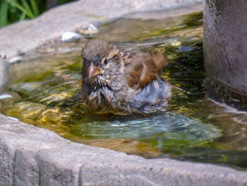 Portrait of sparrow bathing in water feature 