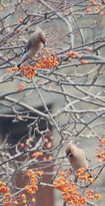 Bird perching on a tree