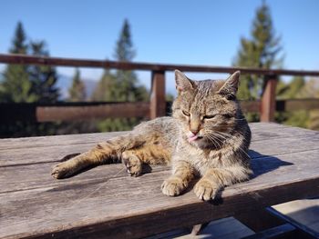 Cat in the nature near the mountain cabin or chalet. slovakia