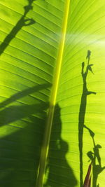 Shadow of people on palm tree leaves