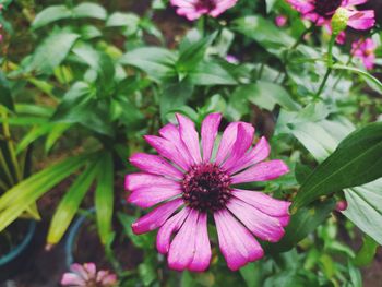 Close-up of pink flower