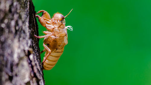 Close-up of insect on tree trunk