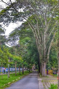 Empty road along trees