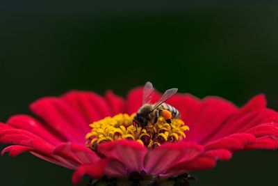 Close-up of butterfly pollinating on pink flower