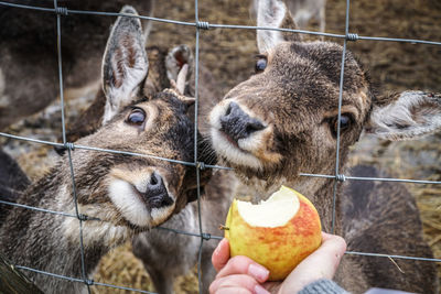 Close-up of hand feeding