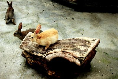 High angle view of rabbit on wood