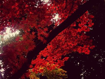 Low angle view of trees in forest