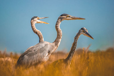 Gray herons on field against sky