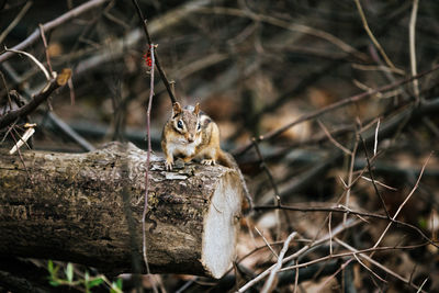 Chipmunk sitting on a cut down tree