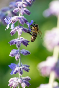 Close-up of bee pollinating on purple flower