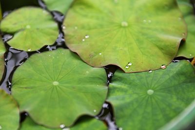 Close-up of water drops on leaves