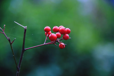 Close-up of red berries growing on plant