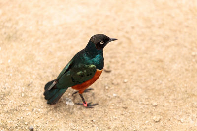 Bird perching on ground