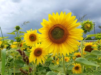 Sunflowers blooming on field against sky