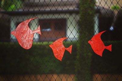 Close-up of chainlink fence