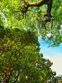 Low angle view of trees against sky