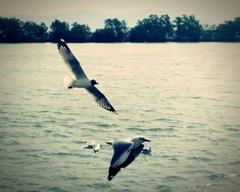 Seagull flying over lake against sky