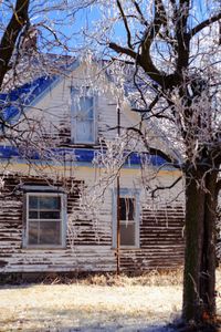 Trees against built structure