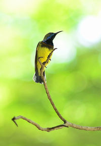 Close-up of bird perching on plant