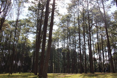 Trees in forest